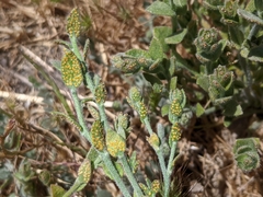 Puccinia cressae