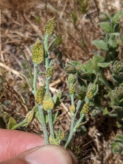 Puccinia cressae