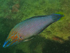 Halichoeres leucurus