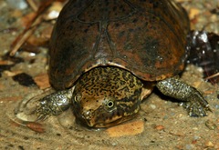 Sternotherus peltifer