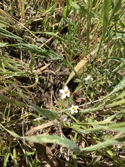 Leptosiphon jepsonii