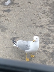 Larus delawarensis