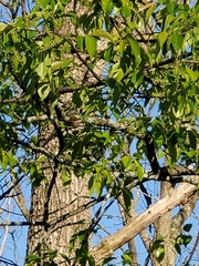 Setophaga pensylvanica