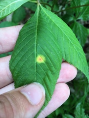 Puccinia andropogonis