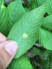 Puccinia andropogonis