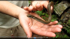Hebius vibakari