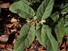 Solanum hapalum