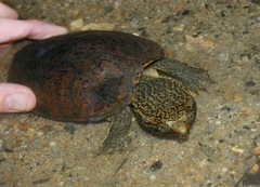 Sternotherus peltifer
