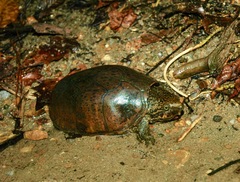 Sternotherus peltifer