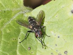 Rhinomorinia sarcophagina