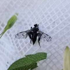 Empis clausa