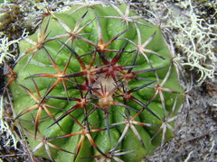 Discocactus placentiformis