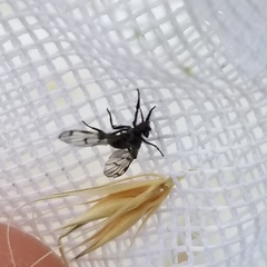 Empis clausa