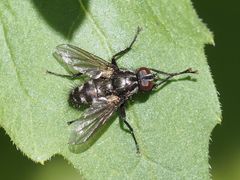 Rhinomorinia sarcophagina