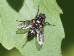 Rhinomorinia sarcophagina