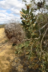 Banksia sceptrum