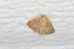 Apoda latomia