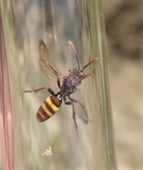 Nomada xanthura