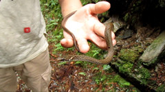 Hebius vibakari