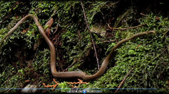 Hebius vibakari