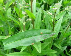 Puccinia andropogonis
