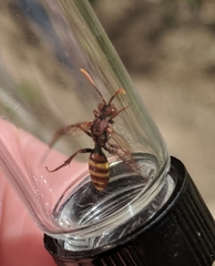 Nomada xanthura