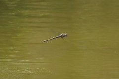 Cordulegaster maculata