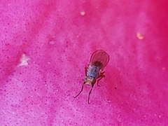 Diptera