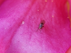 Diptera