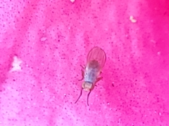 Diptera