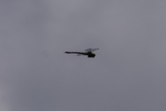 Cordulegaster maculata