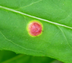 Puccinia andropogonis