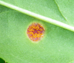 Puccinia andropogonis