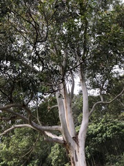 Eucalyptus biturbinata