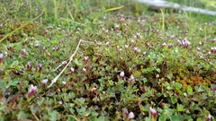Trifolium variegatum geminiflorum