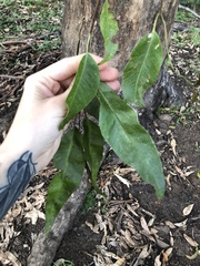 Eucalyptus biturbinata