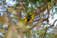 Piranga ludoviciana