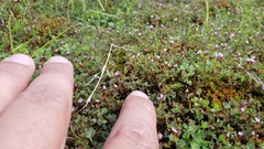 Trifolium variegatum geminiflorum