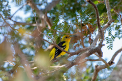 Piranga ludoviciana