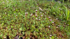 Trifolium variegatum geminiflorum