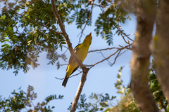 Piranga ludoviciana
