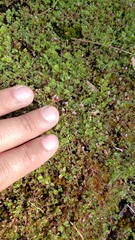 Trifolium variegatum geminiflorum