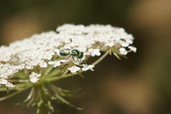 Callistochlora chloris