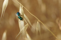 Callistochlora chloris