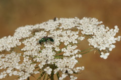 Callistochlora chloris