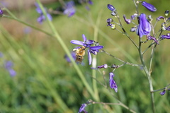 Cadeguala occidentalis