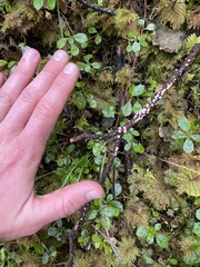 Aleurodiscus grantii