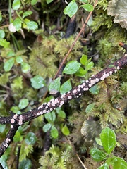 Aleurodiscus grantii