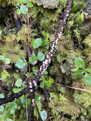 Aleurodiscus grantii