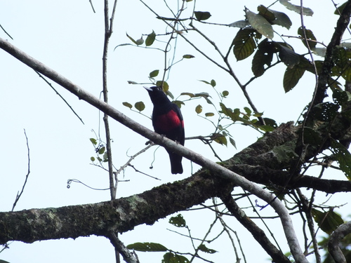Black-and-crimson Oriole (Oriolus consanguineus), photo 3